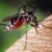 Chikungunya, 102 i casi registrati e l’autunno non garantisce la fine dei contagi [La Stampa 24/09/2017]